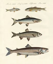 Saksalainen jokikala