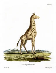 Kirahvi (värillinen kaiverrus)