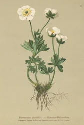 Jäätikkö Crowfoot