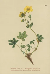 Kultainen Cinquefoil
