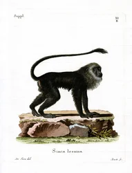 Kultainen leijona Tamarin (värillinen kaiverrus)