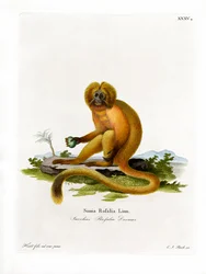 Kultainen leijona Tamarin (värillinen kaiverrus)