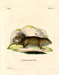 Gopher (värillinen kaiverrus)