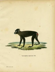 Gorontalo Macaque (värillinen kaiverrus)