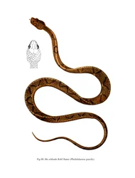 Graceful Racer (väri litho)