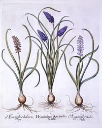 Rypälehyasintit, Hortus Eystettensis, kirjoittanut Basil Besler (1561-1629), pub. 1613 (käsinvärinen kaiverrus)