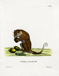 Harmaa Cuscus (värillinen kaiverrus)