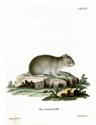 Harmaa kääpiöhamsteri (värillinen kaiverrus)