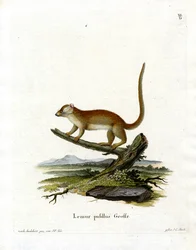 Grey Mouse Lemur (värillinen kaiverrus)