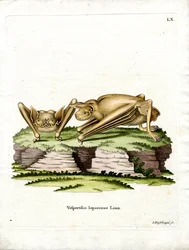 Suurbulldoggilepakko (värillinen kaiverrus)