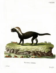 Greater Grison (värillinen kaiverrus)