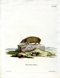 Greater Hedgehog Tenrec (värinen kaiverrus)