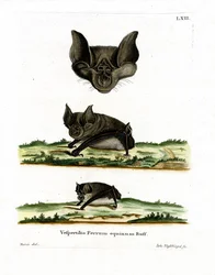 Greater Horseshoe Bat (värillinen kaiverrus)