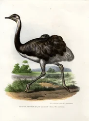 Suur-Rhea, 1864