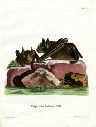 Keihäsnokkalepakko (värillinen kaiverrus)