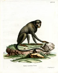 Greater Spot-nosed Monkey (värillinen kaiverrus)