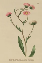 Kreikkalainen Fleabane (Erigeron Villarsii, Erigeron atticus)