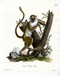 Green Monkey (värillinen kaiverrus)