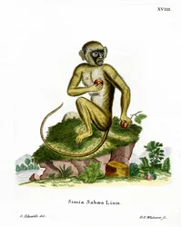 Green Monkey (värillinen kaiverrus)