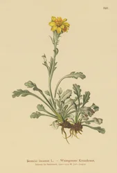 Harmaa Ragwort (Senecio incanus)