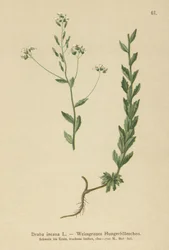 Harmaa Whitlow-ruoho (Draba incana,)