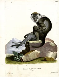 Grivet (värillinen kaiverrus)