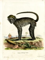 Grivet (värillinen kaiverrus)