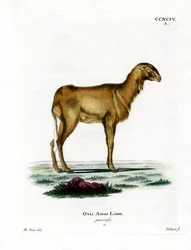 Guinealammas (värillinen kaiverrus)