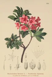 Karvainen Alpenrose (Rhododendron hirsutum)