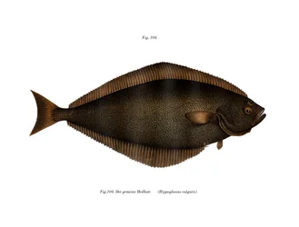 Pallas (väri litho)
