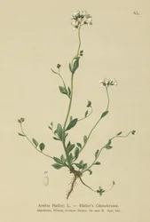 Hallers Wall-krassi (Arabis Haller)