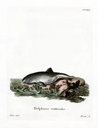 Pyöriäinen (värillinen kaiverrus)