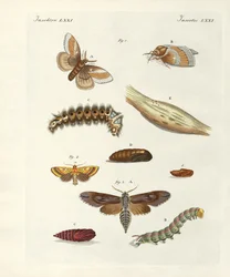 Haitallisia perhosia (värillinen kaiverrus)