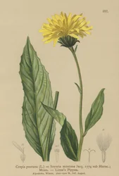 Haukkaparta (Crepis bocconi, Crepis pontana, Crepis montana, Hieracium montanum, Soyeria montana)
