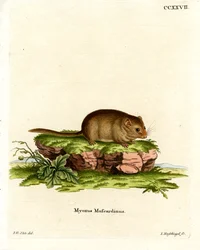 Hazel Dormouse (värillinen kaiverrus)