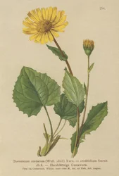 Sydänlehtinen Leopards Bane (Doronicum cordatum, Doronicum cordifolium, Aronicum cordatum)