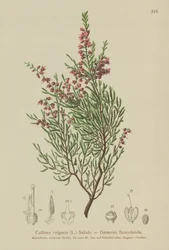 kanerva (Calluna vulgaris)