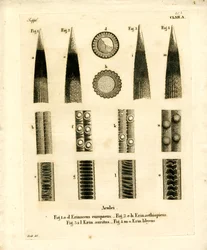 Hedgehog Prickles (värillinen kaiverrus)