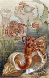Erakkoravut, levy Brehmin Animal Life: General Knowledge of the Animal Kingdom -julkaisusta, vol. 10, s. 38, julkaisija Bibliographic Institute, 1893