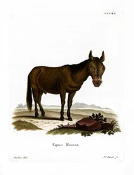 Hinny (värikaiverrus)