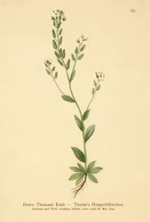 Hoary Whitlow-ruoho (Draba Thomasii)