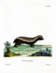 Honey Badger (värillinen kaiverrus)