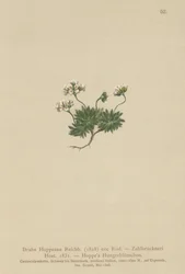 Hoppes Whitlow-grass (Draba Hoppeana, Draba Zahlbruckneri)