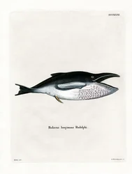 Ryhävalas (värillinen kaiverrus)