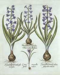 Hyasintit ja syyskrookus, Hortus Eystettensis, kirjoittanut Basil Besler (1561-1629), pub. 1613 (käsinvärinen kaiverrus)