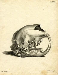 Hyrax Skull (värillinen kaiverrus)