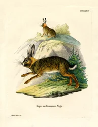 Iberian Hare (värillinen kaiverrus)