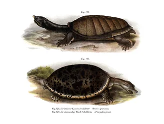 Intiaaniläppäkilpikonna (väri litho)