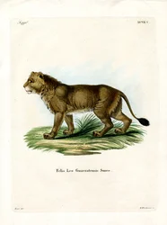 Indian Lion (värillinen kaiverrus)