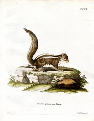 Intian palmuorava (värillinen kaiverrus)
